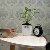 Philodendron Burl Marx variegated, with 5.5 inches white decor pot